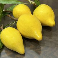 ドラセナ,アップルマンゴー,実家の庭にて,カニステル　実,沖縄に咲く花の画像