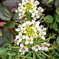 クレソンの画像