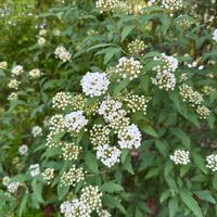 コデマリの画像