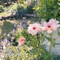 ラナンキュラス・ラックス アリアドネ,ローダンセマム・アフリカンアイズ,ブルンネラ　シルバーハート,フィリペンデュラ　レッドアンブレラ,ナチュラルガーデンの画像