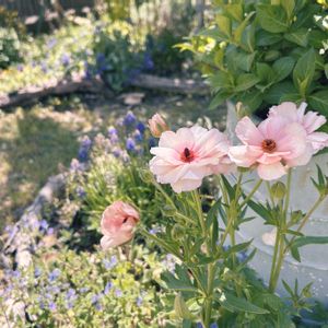 ラナンキュラス・ラックス アリアドネ,ローダンセマム・アフリカンアイズ,ブルンネラ　シルバーハート,フィリペンデュラ　レッドアンブレラ,ナチュラルガーデンの画像