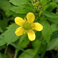 キツネノボタンの画像