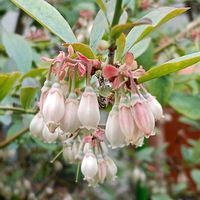 ブルーベリーの画像