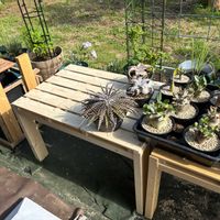 パキポディウム・グラキリス,アデニウム アラビカム,アデニウム オベスム,多肉植物,塊根植物の画像