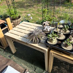 パキポディウム・グラキリス,アデニウム アラビカム,アデニウム オベスム,多肉植物,塊根植物の画像