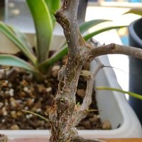 センナ・メリディオナリス,塊根植物,実生,新葉,お目覚めの画像