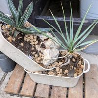 パッションフルーツ,ユッカ,アガベ,ボーカルネア　グラキリス,アガベ　笹の雪の画像