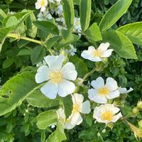 ノイバラの画像