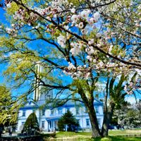 レンギョウ,菖蒲,さくら 桜 サクラ,桜前線,札幌市中島公園の画像
