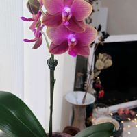 胡蝶蘭,ミディ胡蝶蘭,ピンクの花,胡蝶蘭。,おったまげ〜の画像