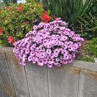 ツツジ,オステオスペルマム,オステオスペルマム,オステオスペルマム,西洋シャクナゲの画像