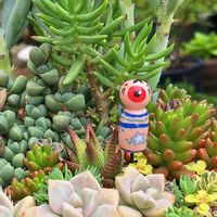 マーガレット,テトラゴナ,虹の玉,黄金丸葉万年草,レーマニーの画像