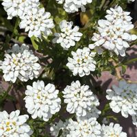 イベリス,花と緑のある暮らしの画像