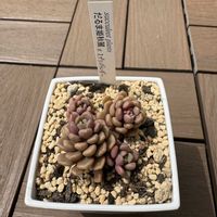 だるま姫秀麗xスプリングワンダー,多肉植物,多肉大好き,多肉中毒の画像