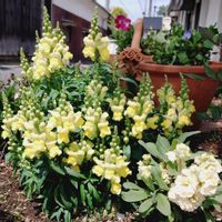 キンギョソウ,ストック,小さな庭の画像