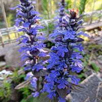 アジュガ,吹きかけスミレ,マイガーデン,いつもありがとう♡,優しい気持ちの画像