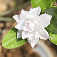 ハクチョウゲ,庭の画像