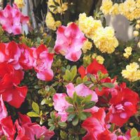 アザレア,モッコウバラ,アザレアカメレオン,小さな庭の画像