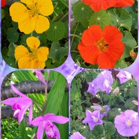 コンボルブルス,ナスタチウム,紫蘭しらん,今咲いているお花,玄関アプローチの画像