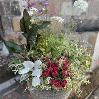 カラー,ホワイト,パープル,レッドの画像