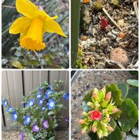 ツバキ,ニホンスイセン,玄関アプローチ,庭の画像