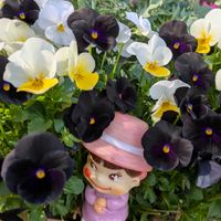 ビオラ,シャコバ サボテン,繋がりに感謝✨,ペコちゃん祭り,花と植物のある暮らしの画像