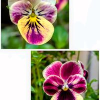 ビオラ,観葉植物,植物とおやつの画像