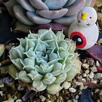 アジュガ,セダム属　春萌（はるもえ）,全国オヤジ連合会,GSの繋がりに感謝♡,バラと夢CLUBの画像