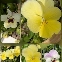 ガザニア,シュンギク,シュンギク,シュンギク,ビオラの画像