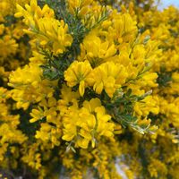 エニシダの画像