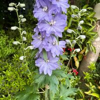 デルフィニウムの画像