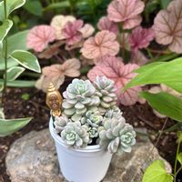 ヒューケラ,小桃いろは,多肉植物,古都の葉,chii*古都の葉の画像