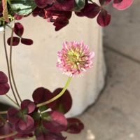 クローバー,バラ ベルベットフレグランス,GS 大好き,がんばろう！,クローバーティントの画像