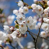 サクラ,ソメイヨシノ,お花見,さくら 桜 サクラ,望遠レンズの画像