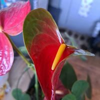 アブチロン,アブチロン,アンスリウム,アンスリウム,最後のお花の画像