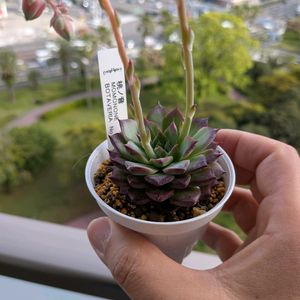 エケベリア　ツルギダ,エケベリア属,開花,多肉初心者,多肉植物とサボテンの画像