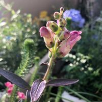 キンギョソウ　ブロンズドラゴン,ベランダガーデニング,銅葉 金魚草 ブロンズドラゴン,ベランダの画像