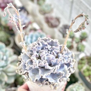 エケベリア クリスペートビューティー,成長記録 クリスペートビューティー,神奈川タニラー,多肉男子,バルコニー/ベランダの画像