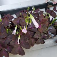 オキザリス・トライアングラリスの画像