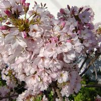 オウバイ,サクラ,スイセン,チューリップの画像