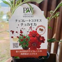 チョコレートコスモスの画像