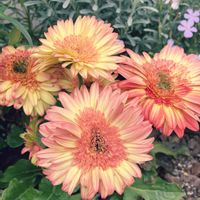 ガーベラ,小さな花壇,ガーデニング初心者,小さな庭の画像