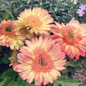 ガーベラ,小さな花壇,ガーデニング初心者,小さな庭の画像