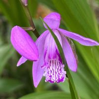 シラン,紫蘭,実家の庭,実家の花,今日のお花の画像