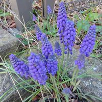 スミレ,ヒトリシズカ,ムスカリ,イワヤツデの画像