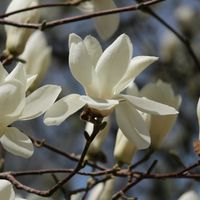 レンギョウ,春の花,タンポポ,ハクモクレン,お花を楽しむの画像