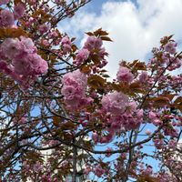 サクラ,関山,大阪造幣局桜の通り抜けの画像