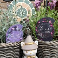 フレンチラベンダー,鉢植え,GSのみなさんに感謝♡,スマホ撮影,繋がりに感謝✨の画像