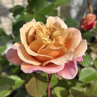 モミジ,黒松,ディスタントドラムス,ばら,多肉植物の画像