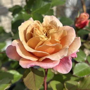 モミジ,黒松,ディスタントドラムス,ばら,多肉植物の画像